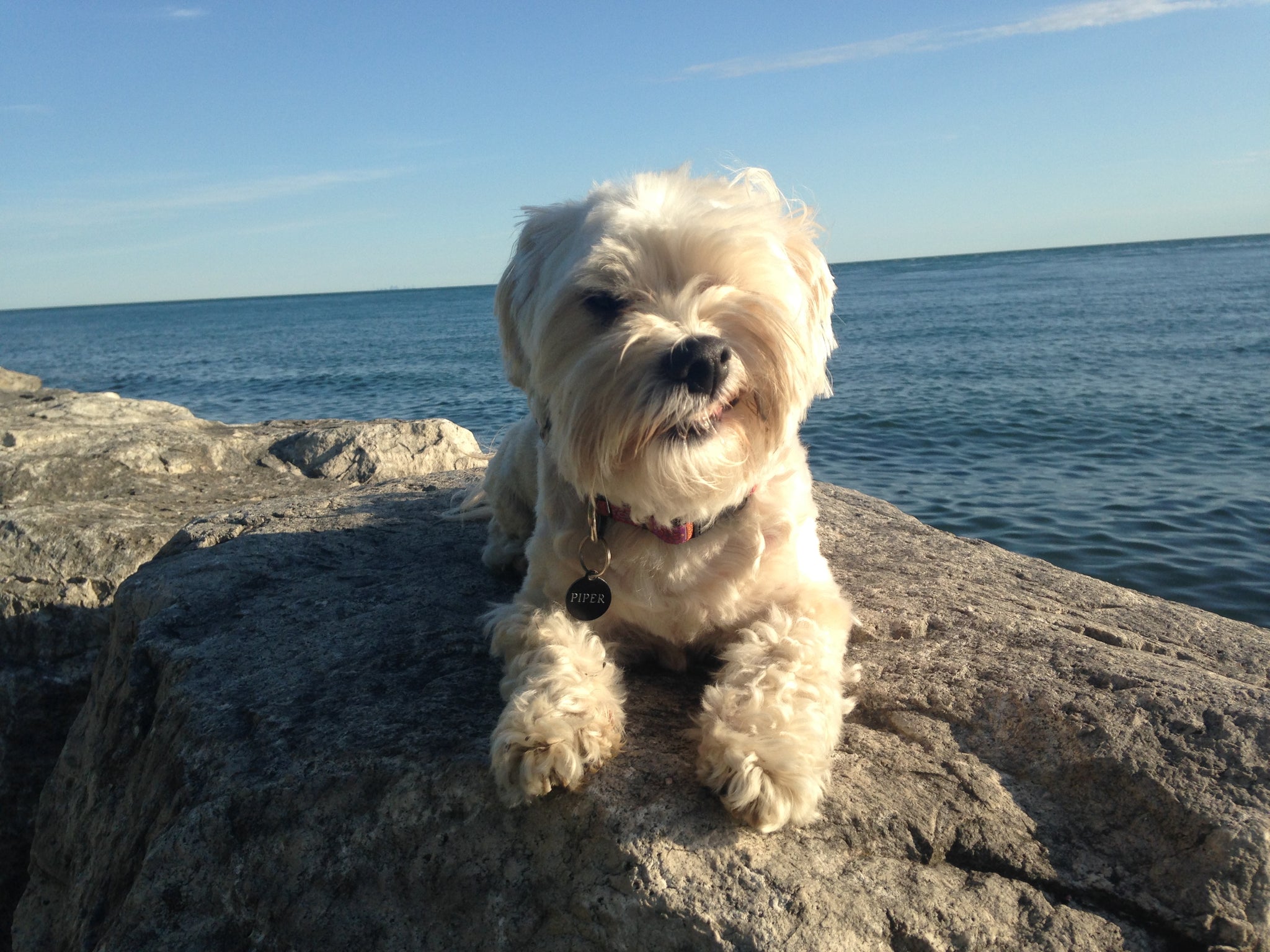 Beloved K9 dog grooming listing photo